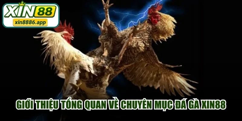 Giới thiệu tổng quan về chuyên mục đá gà XIN88