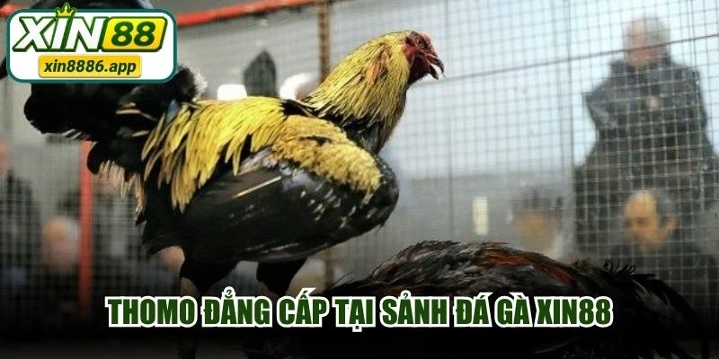Thomo đẳng cấp tại sảnh đá gà XIN88